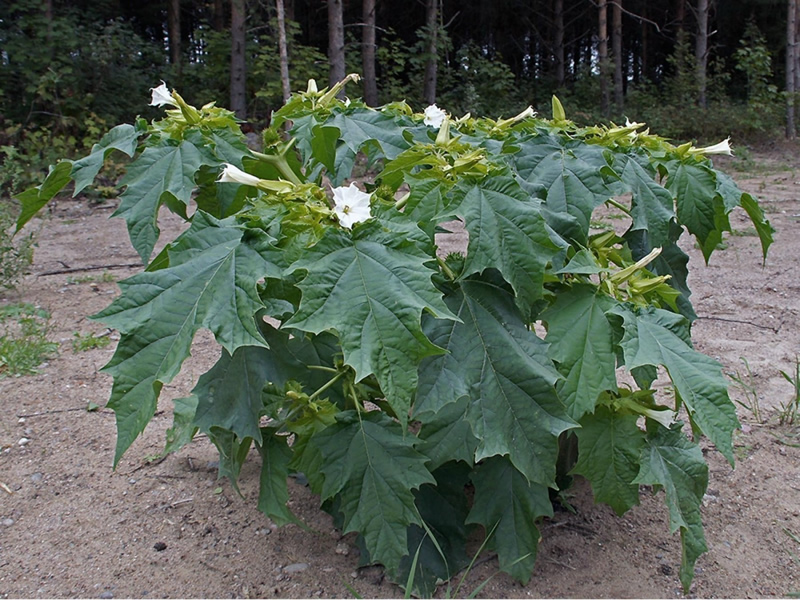 Jimson Weed Datura Stramonium