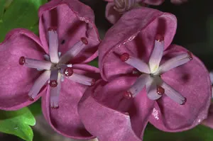 Akebia Quinata