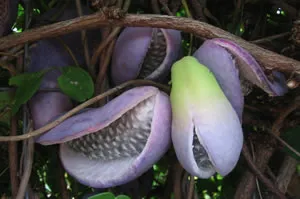 Akebia Quinata