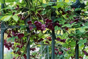 Akebia Quinata climbing a railing