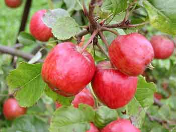 Small apples on tree being starved of Nitrogen.
