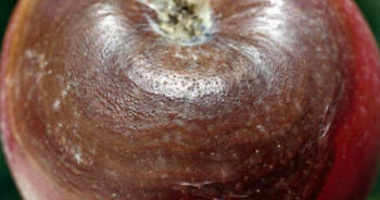 File:Botryosphaeria obtusa.jpg