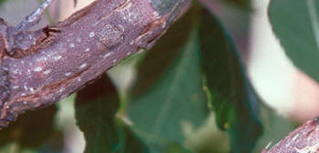 File:Botryosphaeria rhodina.jpg