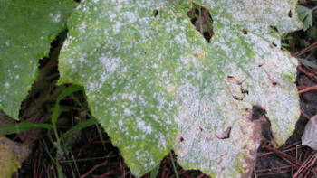 File:Powdery mildew.JPG