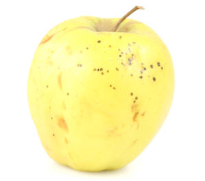 Image showing the tell tale spoting of the start of the disease Bitter Pit