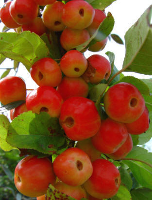 Crab Apple - Malus John Downie Fruit