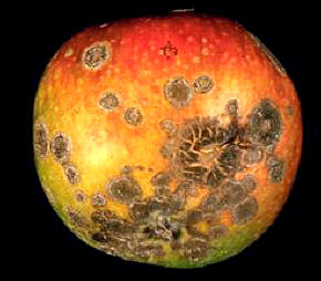 Apple Scab