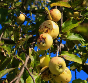 Apple scab diseased branch