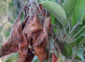 Apple Blossom Wilt Fungus