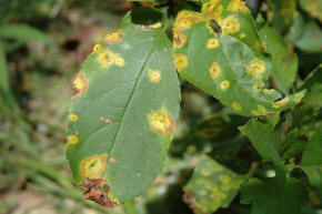 Apple leaf rust