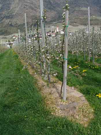 Apple tree orchard with weedkiller applied