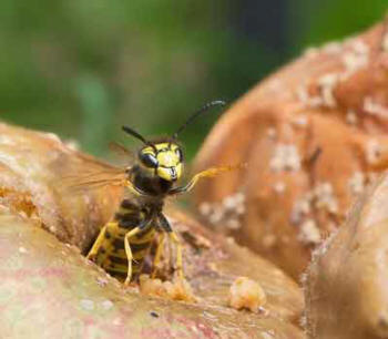 Apple being spoiled by wasp