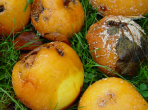 Apples with brown rot fallen on ground
