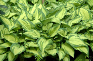 Hosta is good for damp boggy areas