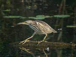The Bittern Heron