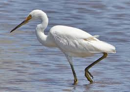 The Little Egret Heron
