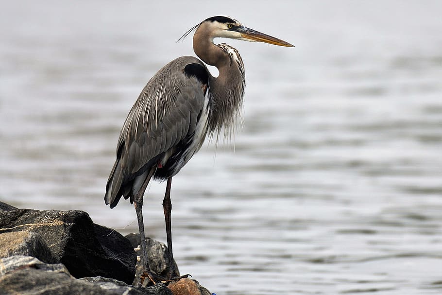 The Great Blue Heron