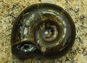 A Ramshorn Snail