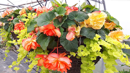 Homeleigh Nursery Garden Centre