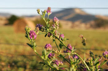 Alfalfa Plant
