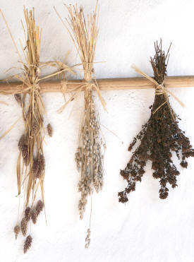 Herbs hung up to dry on a simple rack