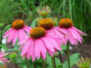 Echinacea - always found in herbal medicine