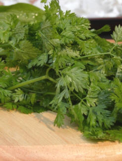 Chervil Herb foliage - leaves.