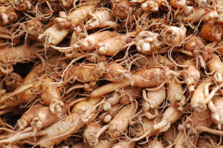 Ginseng Roots