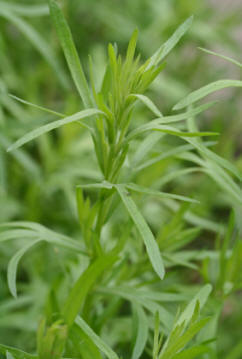 Tarragon - French Tarragon
