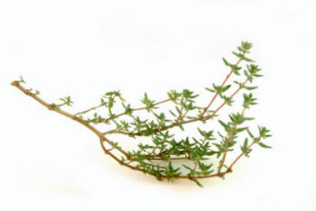Herb Chervil sprig