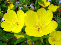 Oenothera - or Evening Primrose is a legendary herb that you can frow in a herbaceous or mixed border. It is also good growing in a dry stone wll cavity!