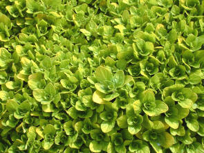 Origanum - Oregano - the golden foliage form