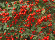 Hawthorne - many medicinal uses in herbal medicine