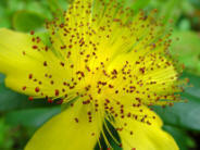 St Johns Wort - A herbal medicine classic