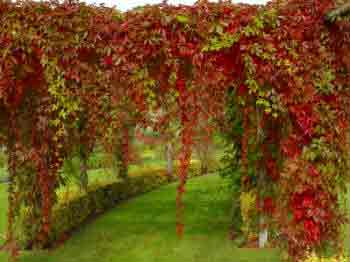 Ve=irginia Creeper on pergola
