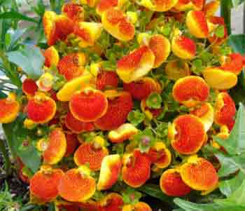Calceolaria herbeohybrida