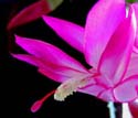 Schlumbergera - Christmas Cactus