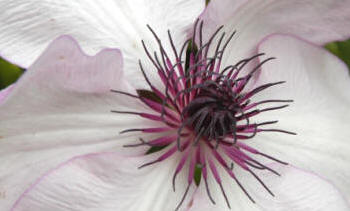 The beautiful Clematis Fond memories