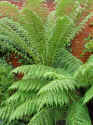 Dicksonia.JPG (54660 bytes)