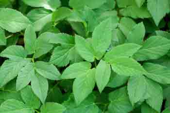 Ground Elder Garden Weed foliage