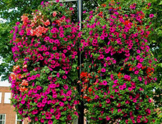Window Boxes and Hanging Baskets