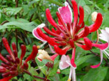 The Late Dutch Honeysuckle - Lonicera periclymenum Serrotina.