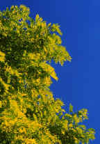 The Robinia frisia often sold as a small tree - but can tower over the top of house