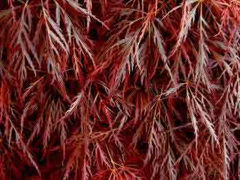 Acer dissectum atropurpurea