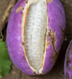 Akebia Fruit