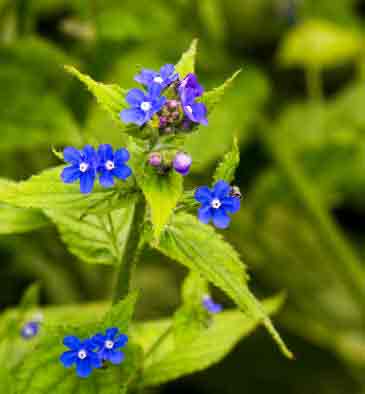 Anchusa azurea - Italian Bugloss
