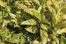 Aucuba Mr GoldStrike