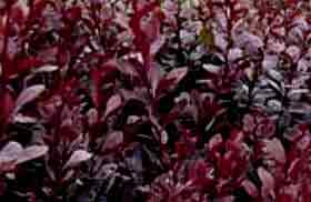 Purple foliage Berberis