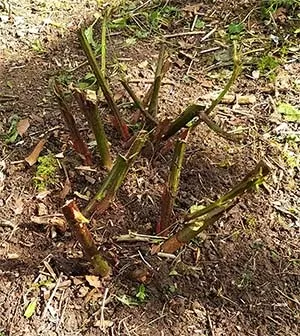 Hard Pruned Blackberry