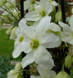 Clematis armandii - the evergreen Clematis